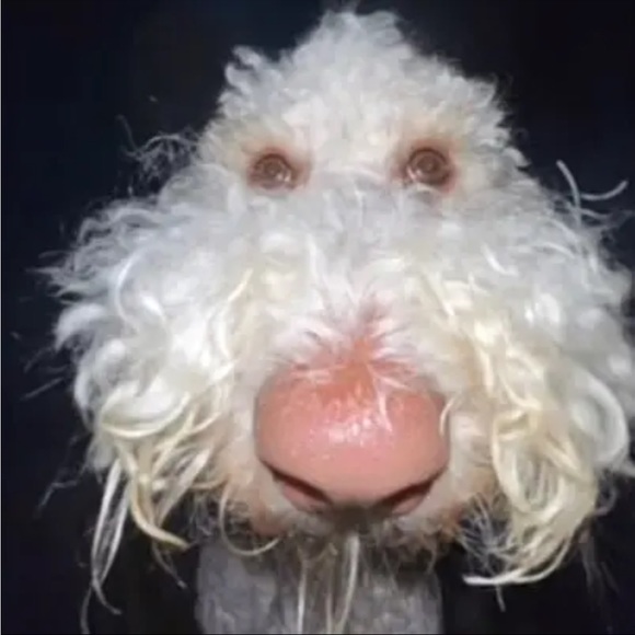 Meet your Posher, Sophia - Picture 1 of 1